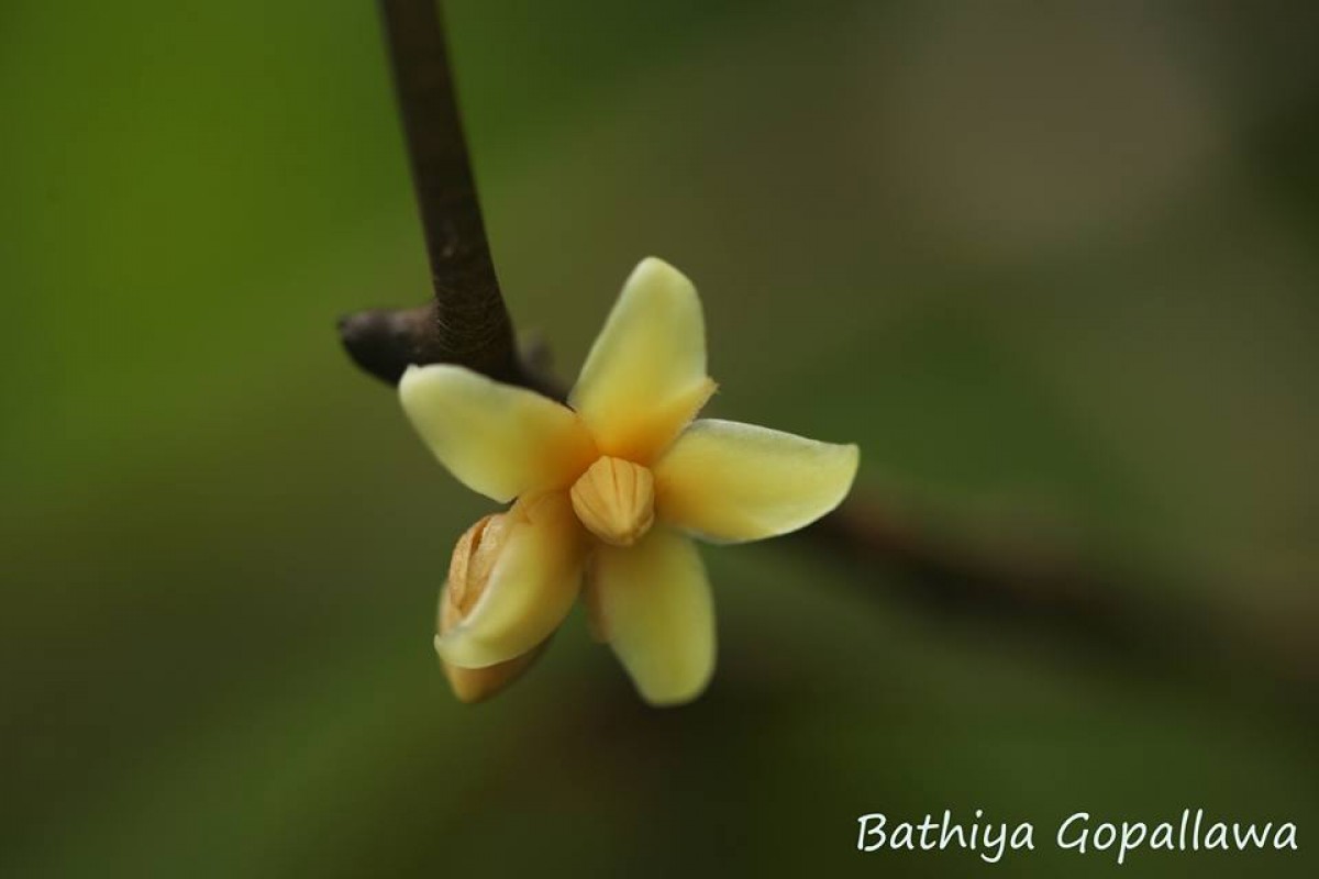 Stemonoporus kanneliyensis Kosterm.